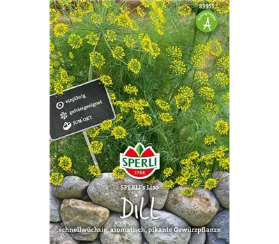 Dill 'Liso' Dill 'Liso'