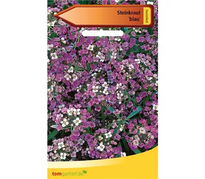 Berg-Steinkraut Berg-Steinkraut
