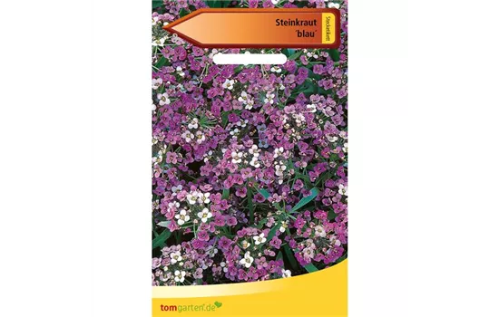 Berg-Steinkraut Berg-Steinkraut