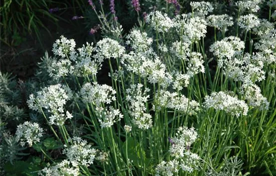 Schnittknoblauch Schnittknoblauch