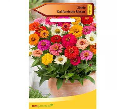 Garten-Zinnie 'Kalifornische Riesesn' Garten-Zinnie 'Kalifornische Riesesn'
