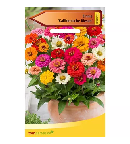 Garten-Zinnie 'Kalifornische Riesesn'