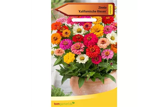 Garten-Zinnie 'Kalifornische Riesesn' Garten-Zinnie 'Kalifornische Riesesn'