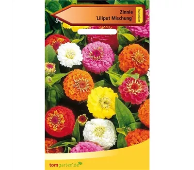 Garten-Zinnie 'Liliput' Garten-Zinnie 'Liliput'