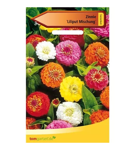 Garten-Zinnie 'Liliput'