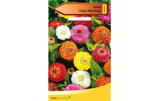 Garten-Zinnie 'Liliput' Garten-Zinnie 'Liliput'