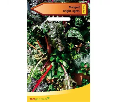 Blatt-Mangold 'Bright Lights' Blatt-Mangold 'Bright Lights'