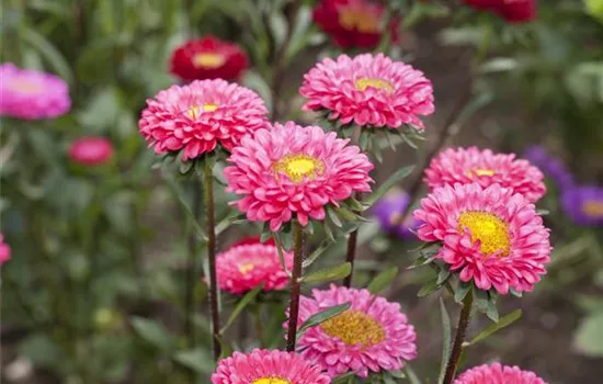 Sommeraster 'Matsumoto Mix' Sommeraster 'Matsumoto Mix'