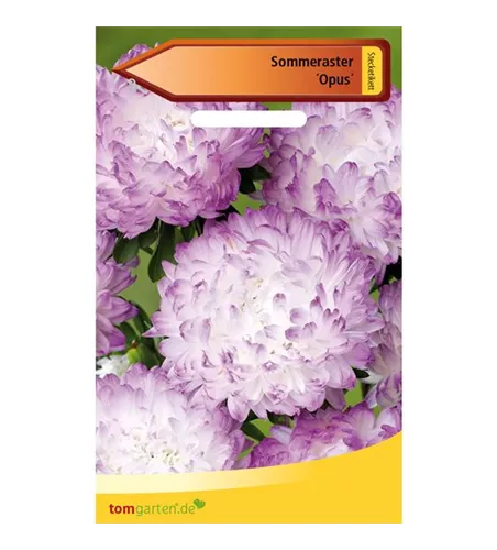 Sommeraster 'Opus'
