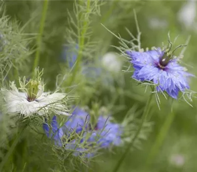 Jungfer im Grünen Jungfer im Grünen
