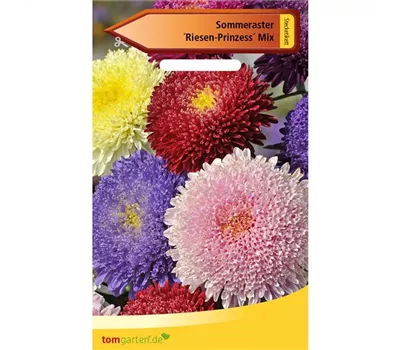 Aster 'Riesen Prinzess' Aster 'Riesen Prinzess'