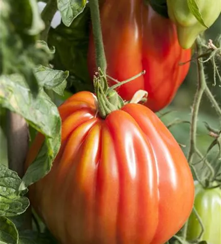 Fleischtomate 'Corazon F1'