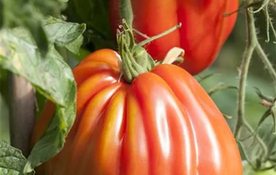 Fleischtomate 'Corazon F1'