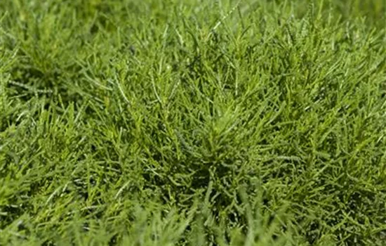 Olivenkraut Olivenkraut