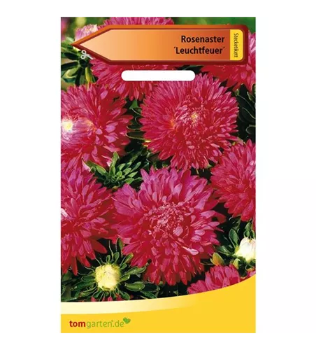 Rosen-Aster 'Leuchtfeuer'