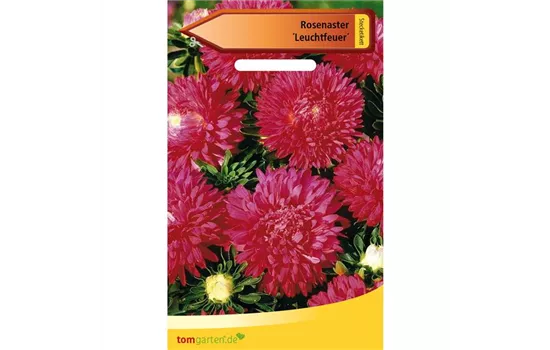 Rosen-Aster 'Leuchtfeuer' Rosen-Aster 'Leuchtfeuer'
