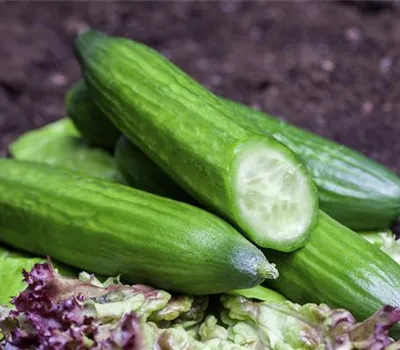 Salatgurke 'Telegraph Improved' Salatgurke 'Telegraph Improved'