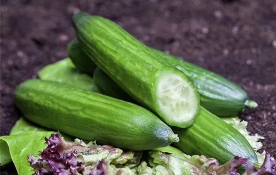 Salatgurke 'Telegraph Improved'