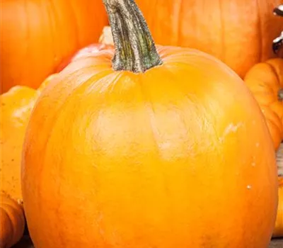 Schnitz-Kürbis 'Charmant' Schnitz-Kürbis 'Charmant'