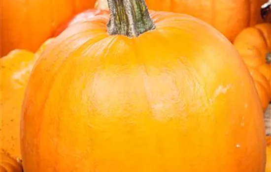 Schnitz-Kürbis 'Charmant' Schnitz-Kürbis 'Charmant'