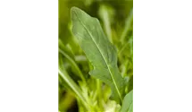 Eruca sativa