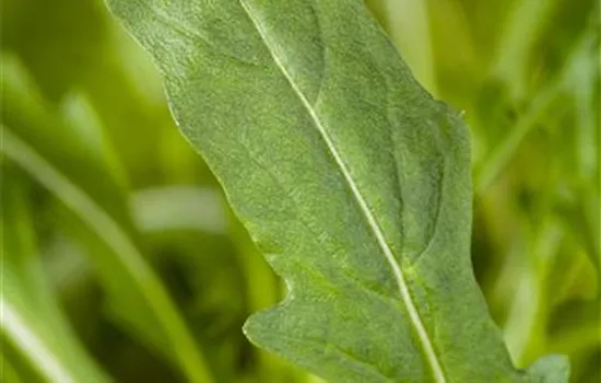 Salatrauke 'Esmee' Salatrauke 'Esmee'