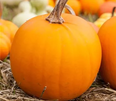 Schnitz-Kürbis 'Laternchen' Schnitz-Kürbis 'Laternchen'