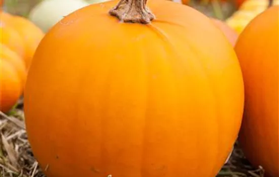 Schnitz-Kürbis 'Laternchen' Schnitz-Kürbis 'Laternchen'