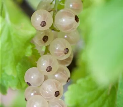 Johannisbeere 'Summer Pearls® White' Johannisbeere 'Summer Pearls® White'