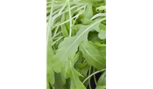 Eruca sativa