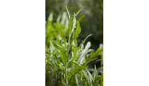 Eruca sativa