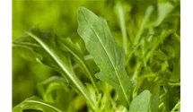 Eruca sativa