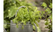 Eruca sativa