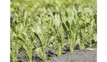 Eruca sativa