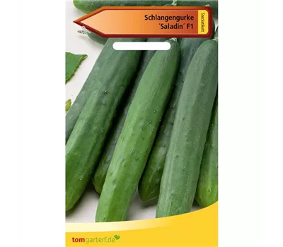 Gurke 'Saladin' Gurke 'Saladin'