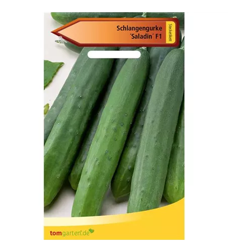 Gurke 'Saladin'