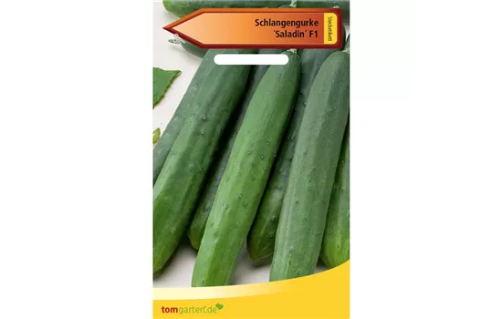 Gurke 'Saladin' Gurke 'Saladin'