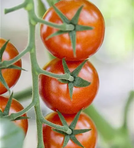 Tomate 'Bolstar Gimli'