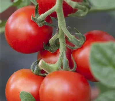 Salattomate 'Bolstar Granda' Salattomate 'Bolstar Granda'