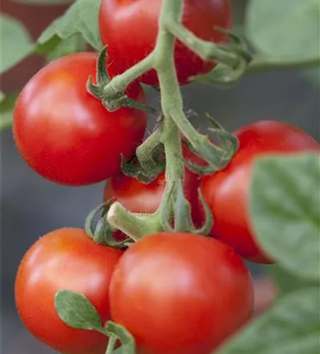Salattomate 'Bolstar Granda'
