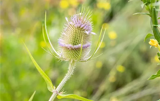 Wilde Karde 'Teasel' Wilde Karde 'Teasel'