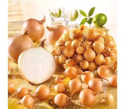 Kiepenkerl Zwiebel 'Stuttgarter Riesen' Kiepenkerl Zwiebel 'Stuttgarter Riesen'