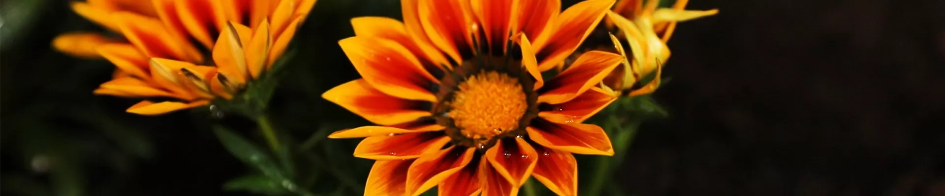 Sonnentaler - Einpflanzen im Garten - Blühender Sonnentaler