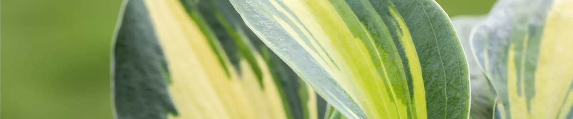 Hosta, gelbbunt Hosta, gelbbunt