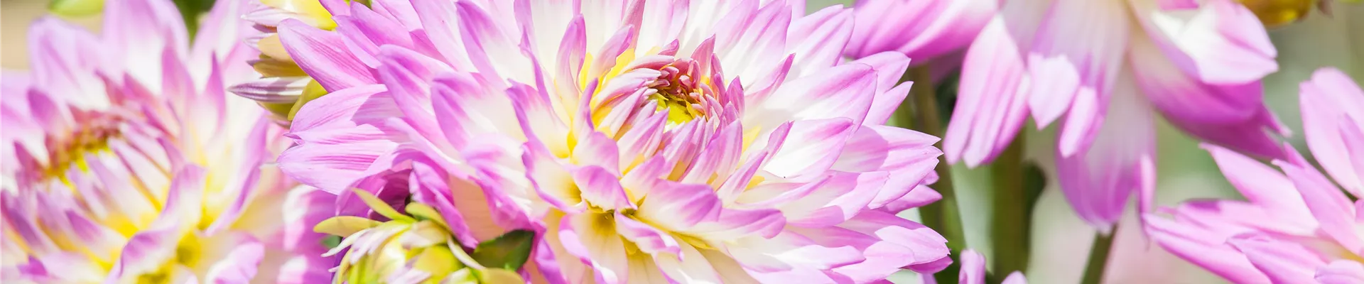 Dahlia, zweifarbig