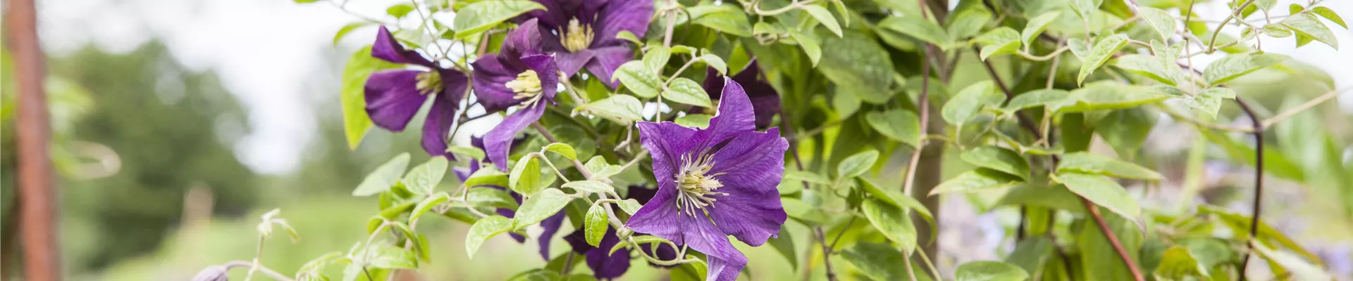 Clematis viticella 'Minuet' Clematis viticella 'Minuet'