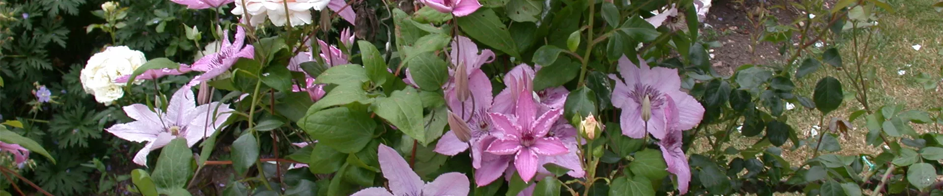 Beetrose und Clematis Beetrose und Clematis