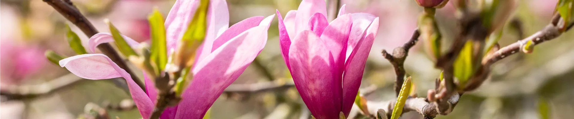 Magnolia liliiflora 'Betty'