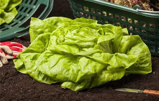 So kann man Gemüse vor Schädlingen schützen So kann man Gemüse vor Schädlingen schützen