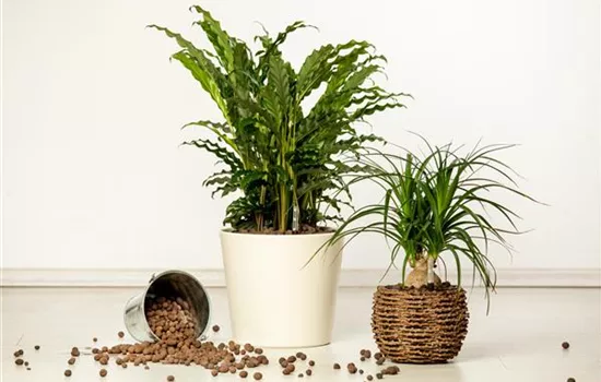 Hydrokultur – ideal als Alternative zur Aufzucht im Erdboden Hydrokultur – ideal als Alternative zur Aufzucht im Erdboden